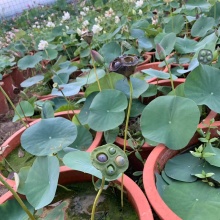 恒愎新小麦种子带皮小麦粒1发芽做麦芽糖麦子猫草小麦草2斤小麦苗种籽